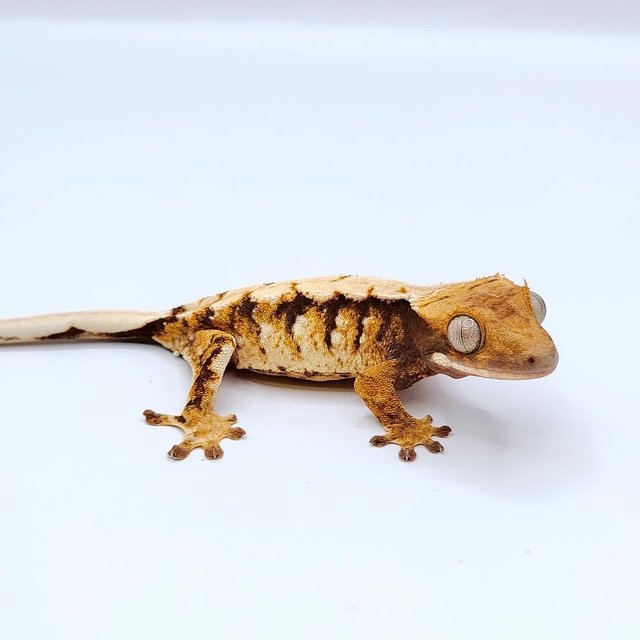 텐저린 화이트스팟 트라이