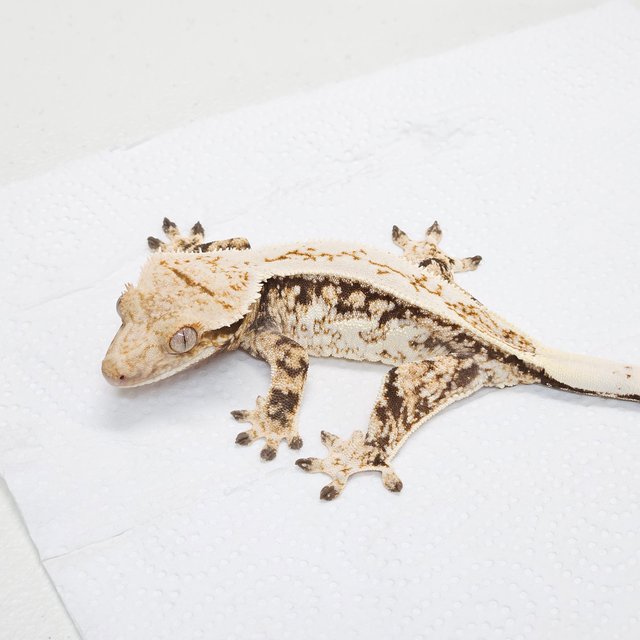 쿼드 핀스트라이프 트라이