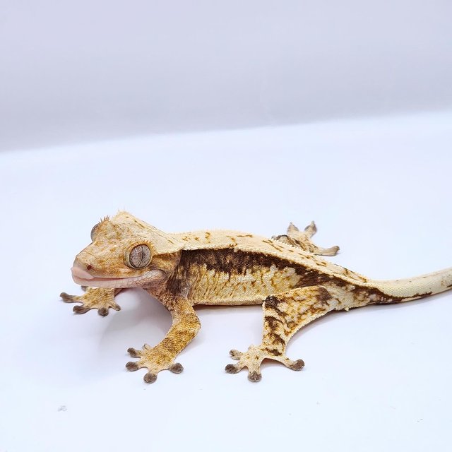 핀스트라이프 트라이