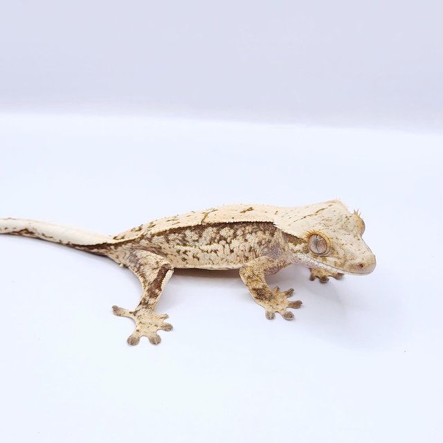 쿼드 핀스트라이프 화이트스팟 트라이