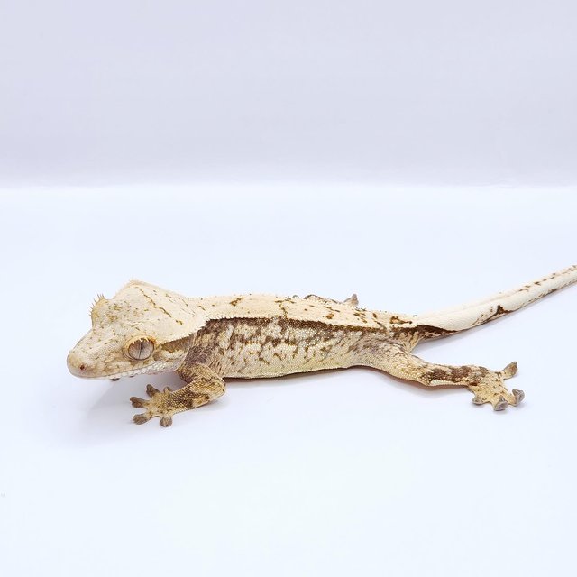 쿼드 핀스트라이프 화이트스팟 트라이