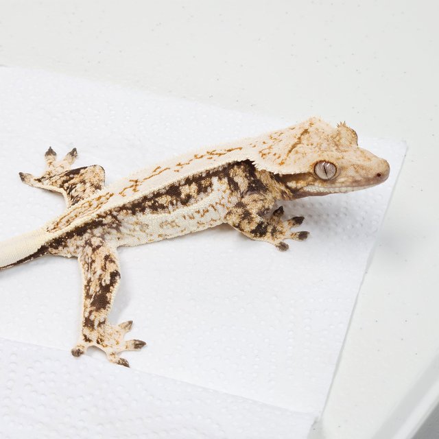 쿼드 핀스트라이프 트라이