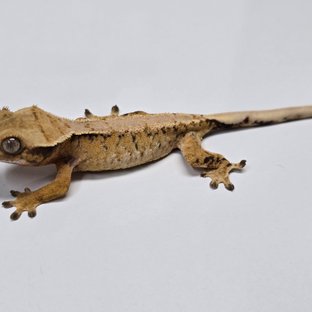 트라이 익스트림할리퀸