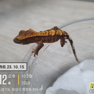 이쁜 개별 개체