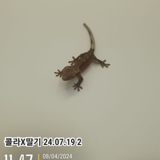 딸기2407192