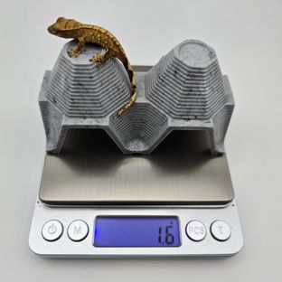 노멀
