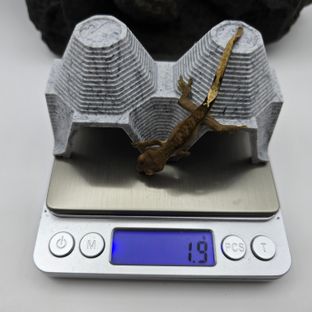 챠콜 블랙 다크