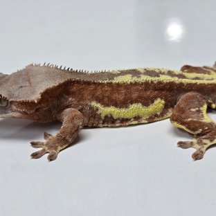 레드 팬텀 프라푸치노