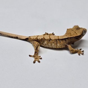 트라이 익스트림할리퀸