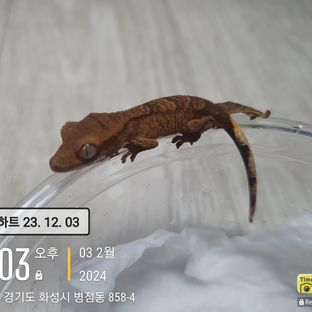 개별관리