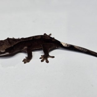 챠콜 팬텀 카푸치노