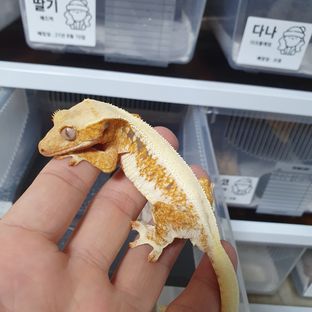 크림