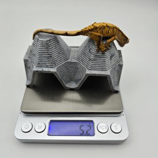 트라이 익스트림할리퀸 텐저린