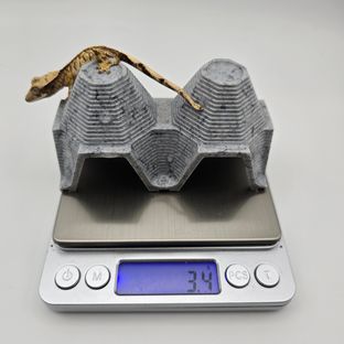 트라이 익스트림할리퀸