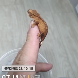 이쁘게 태어난 개별개체