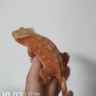 레드 바이