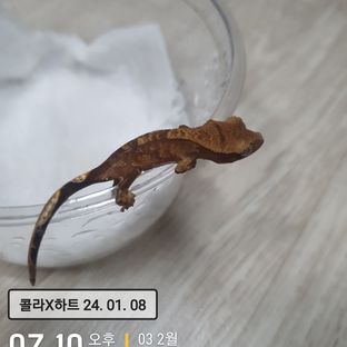 이쁘게 태어난 개별개체