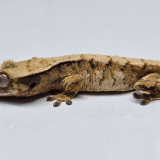 트라이 익스트림할리퀸