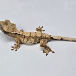 트라이 익스트림할리퀸