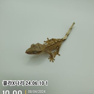 나리2406101