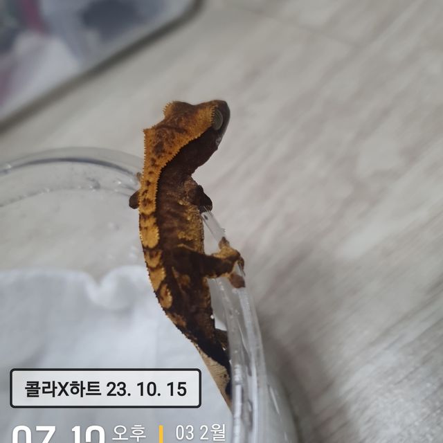 다크 플레임
