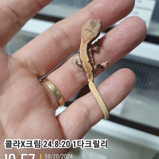 릴리화이트 다크