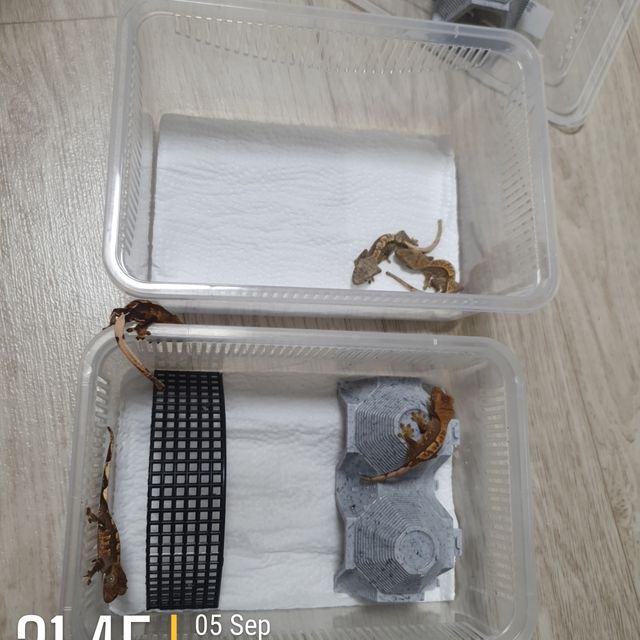 익스트림할리퀸 다크