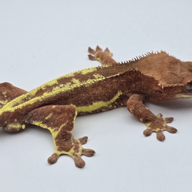 레드 팬텀 프라푸치노