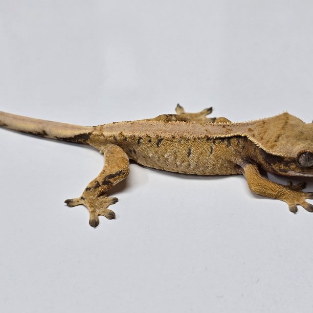 트라이 익스트림할리퀸