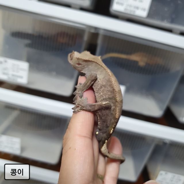카푸치노 다크 블랙