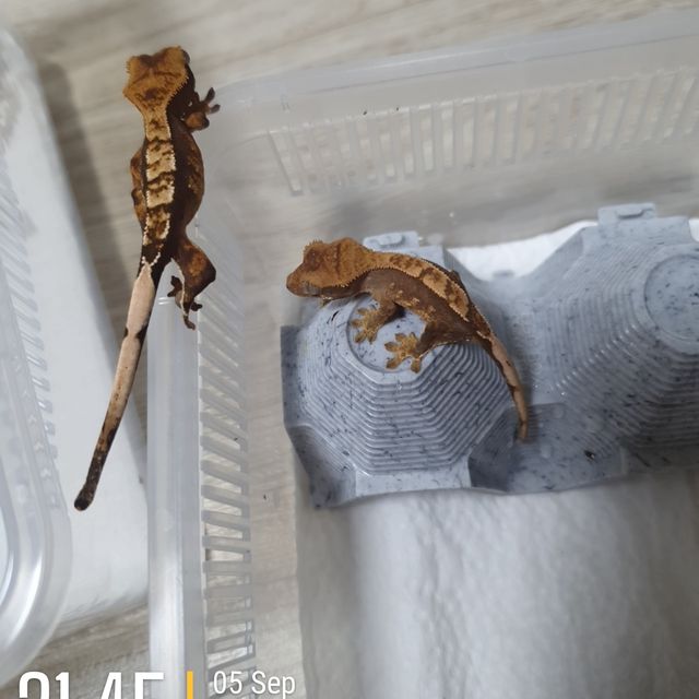 익스트림할리퀸 다크