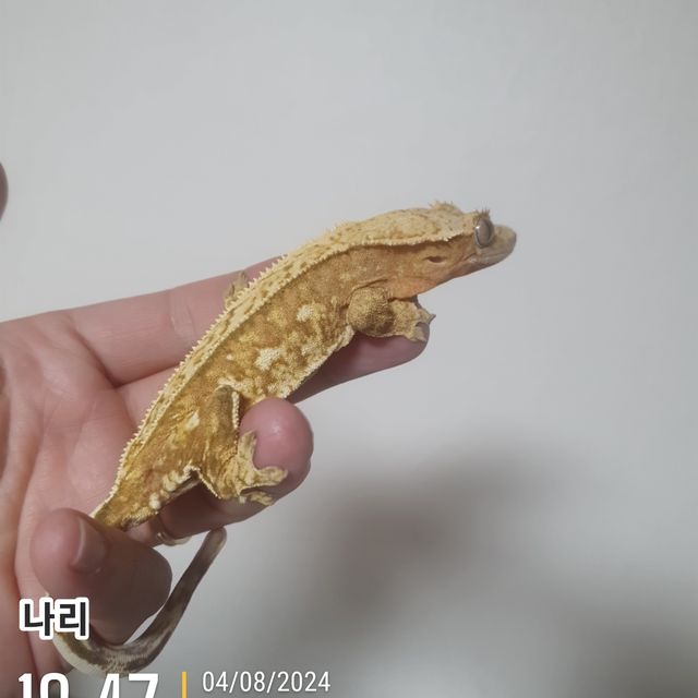크림시클