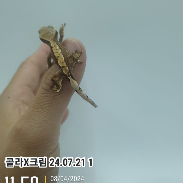 노멀