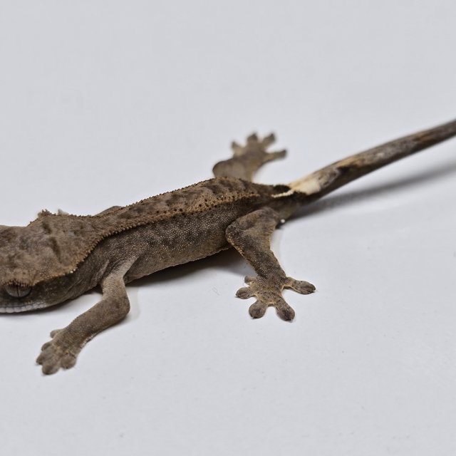 챠콜 팬텀 카푸치노