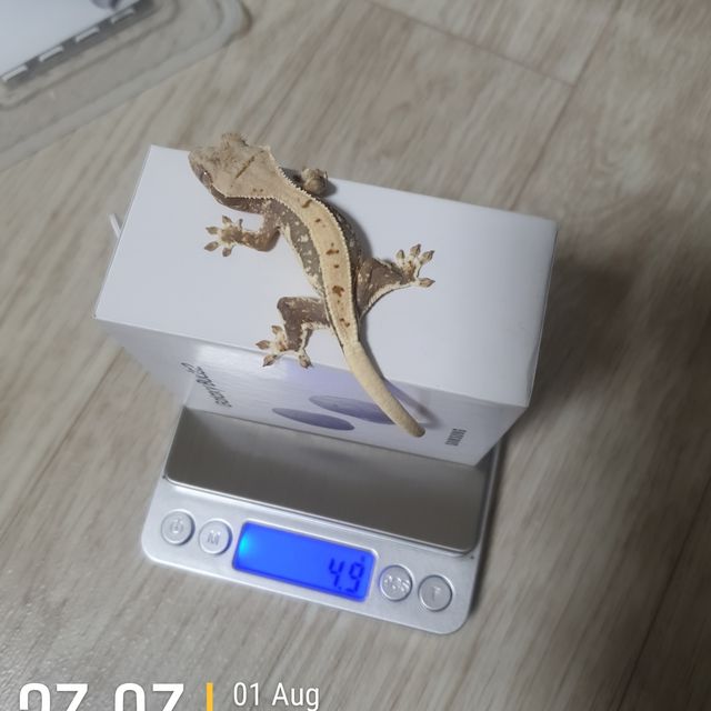 릴리화이트 다크