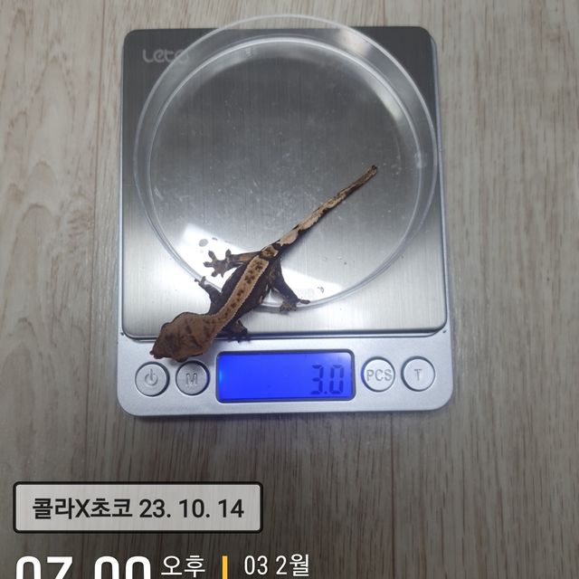 익스트림할리퀸 다크
