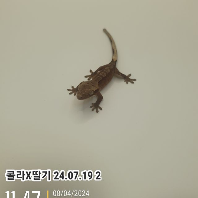 레드
