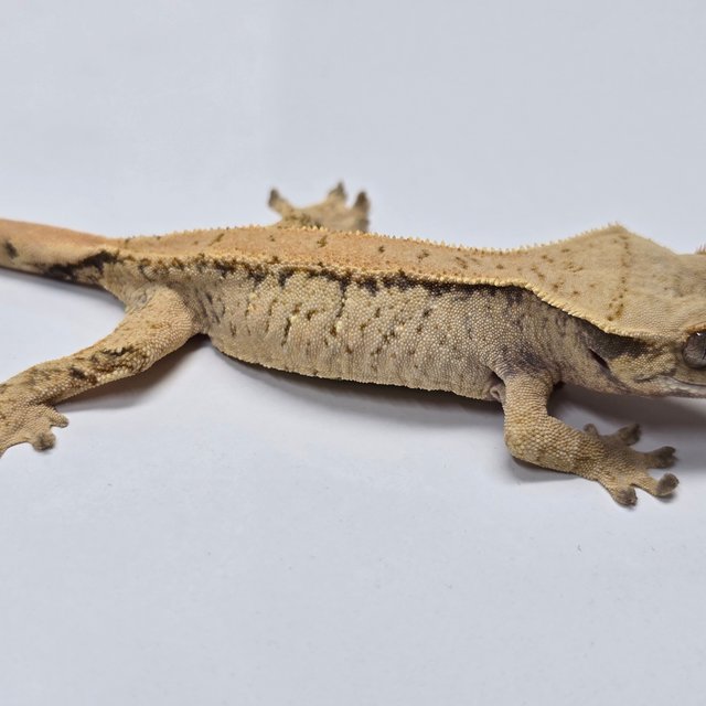 트라이 익스트림할리퀸