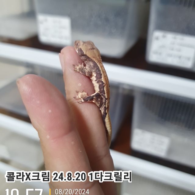 릴리화이트 다크
