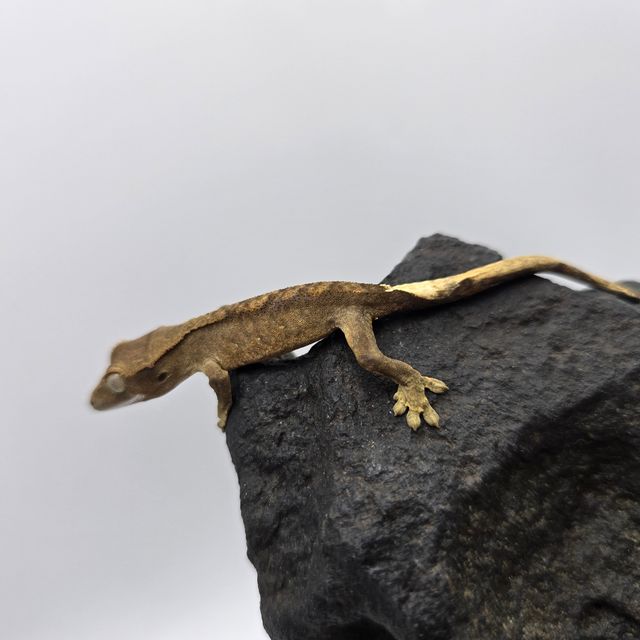 챠콜 블랙 다크