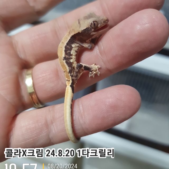릴리화이트 다크