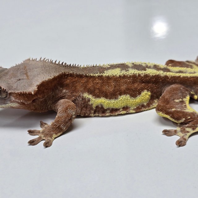 레드 팬텀 프라푸치노