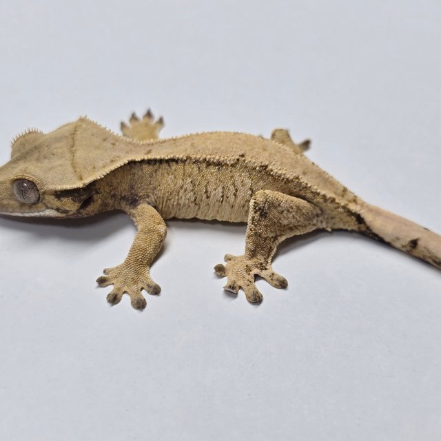 트라이 익스트림할리퀸