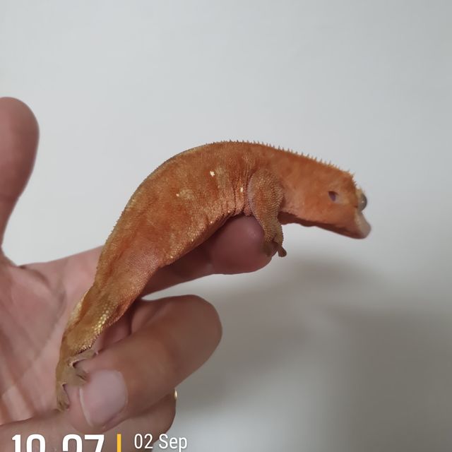레드 바이