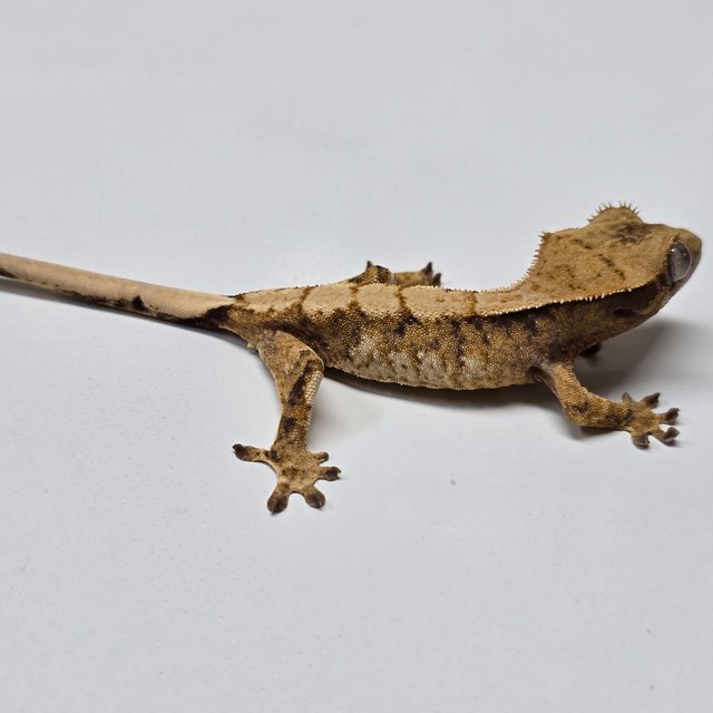 트라이 익스트림할리퀸