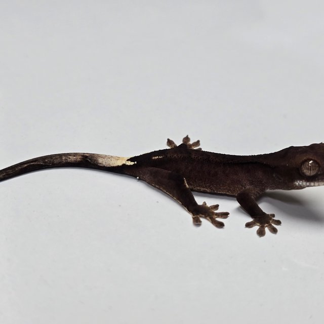 챠콜 팬텀 카푸치노