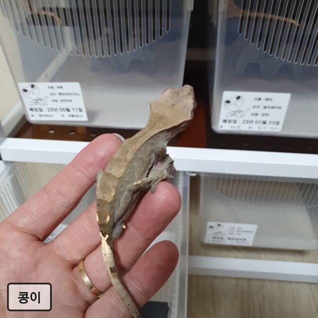 카푸치노 다크 블랙