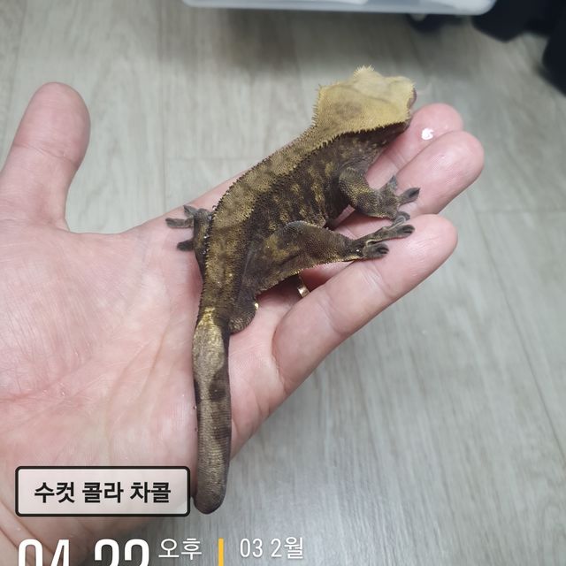 챠콜
