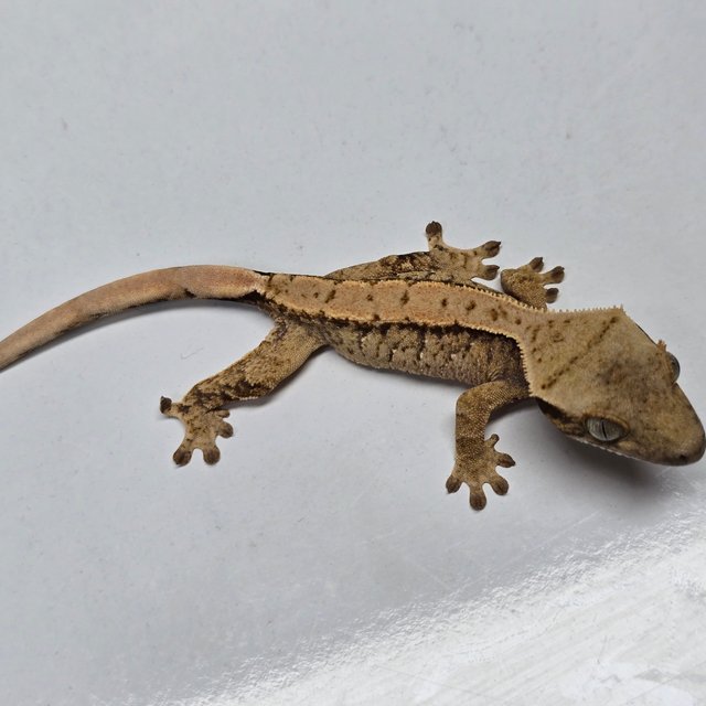 트라이 익스트림할리퀸