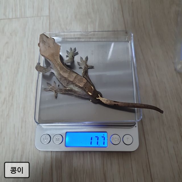 카푸치노 다크 블랙